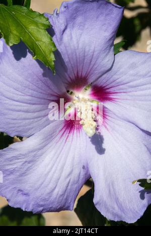 Purple Hibiscus syriacus 'Blue Bird' Flower Roses of Sharon Stock Photo