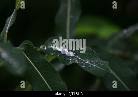 Leaves from a tree with very decent and unclear waterdrops on them. The mood of this picture is kind of gloomy and cold. Stock Photo