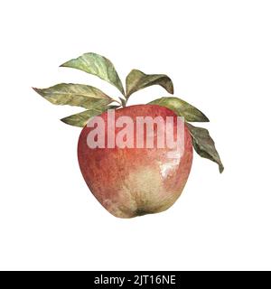 Watercolor illustration of red appetizing apple with green leaves isolated on white background. Can be used as a print for packaging, clothes Stock Photo