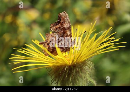 Comma Butterfly Polygonia c-album Stock Photo