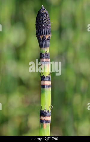 Rough Horsetail Equisetum hyemale Stock Photo