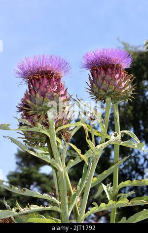 Flowering Globe Artichokes Stock Photo