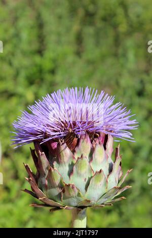 Flowering Globe Artichoke Stock Photo