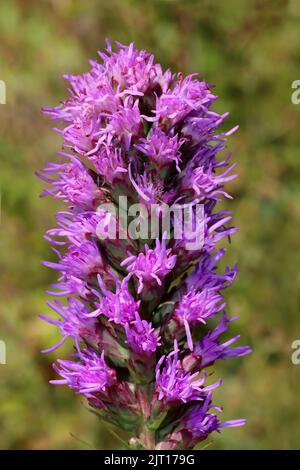 Blazing Star Liatris spicata Stock Photo