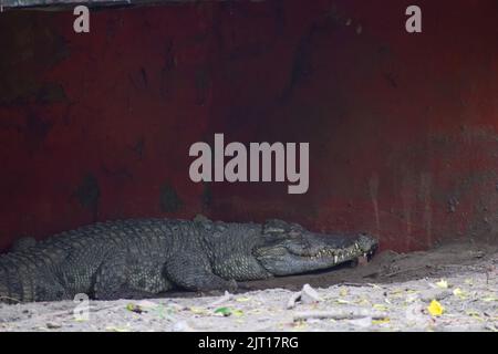 Crocodile is taking rest in the shades in a cage Stock Photo