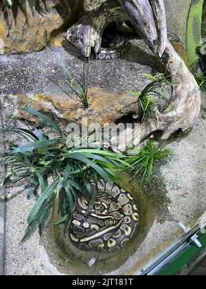 Royal python sleeping curled up in a terrarium Stock Photo