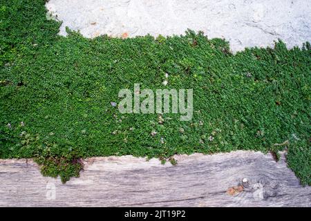 Creeping thyme, thymus praecox between stone path Stock Photo