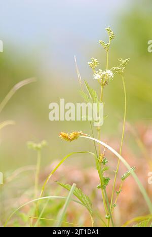 A vertical closeup of Filipendula ulmaria, commonly known as meadowsweet. Stock Photo