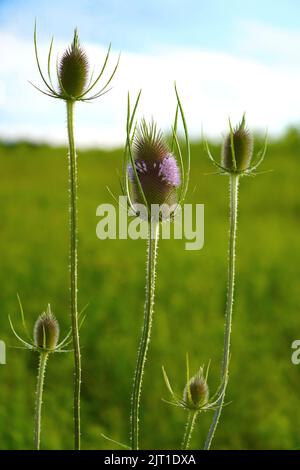 Close up of Wild Teasel blooming in a meadow Stock Photo