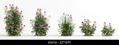 3d illustration of set justicia carnea isolated on white background Stock Photo