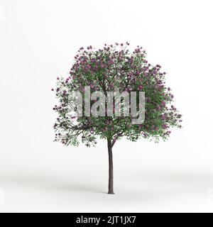 3d illustration of handroanthus impetiginosu tree isolated on white background Stock Photo