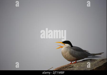 River Tern Call. Ranganathittu Bird Sanctuary, India Stock Photo