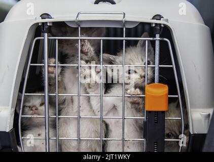 Cat locked cage trap, abandoned animals and hunting Stock Photo