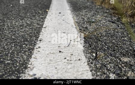 Detail of lines on a road, road safety Stock Photo