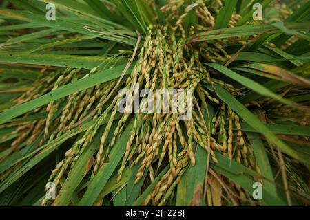 Sylhet, Sylhet, Bangladesh. 27th Aug, 2022. Farmers are harvesting ...