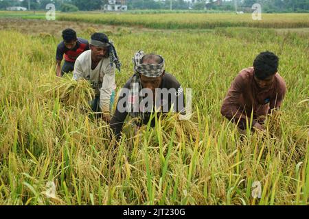 Sylhet, Sylhet, Bangladesh. 27th Aug, 2022. Farmers are harvesting ...