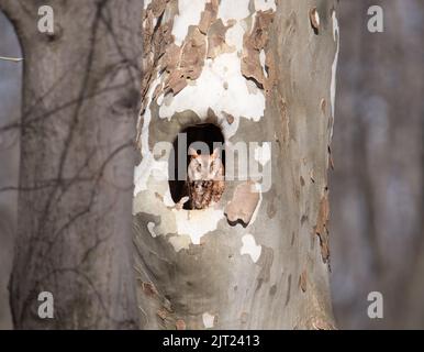 Eastern Screech Owl, red morph, perched in it's nest hole in a Sycamore Tree, basking in the early morning sun in northern Michigan. Stock Photo
