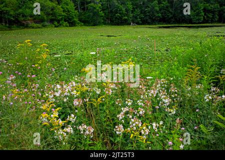 Larsen Lake is an empoundment along the headwaters of the Lehigh River in Pwnnsylvania's Pocono Mountains. It was originally constreucted to harvest i Stock Photo