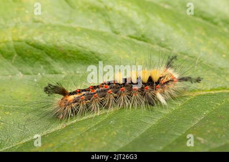 Vapourer Moth caterpillar / Orgyia antiqua Stock Photo