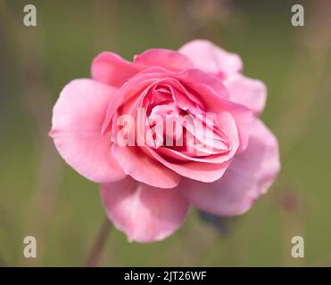 Close up of a pink rose against a blurred green background Stock Photo