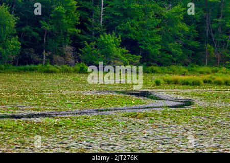 Larsen Lake is an empoundment along the headwaters of the Lehigh River in Pwnnsylvania's Pocono Mountains. It was originally constreucted to harvest i Stock Photo