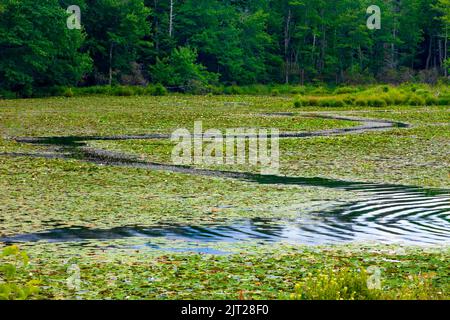 Larsen Lake is an empoundment along the headwaters of the Lehigh River in Pwnnsylvania's Pocono Mountains. It was originally constreucted to harvest i Stock Photo
