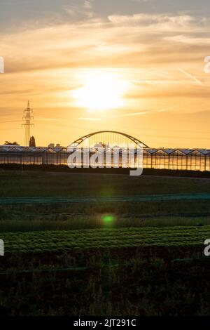 Golden sunset over greenhouse silhouettes with bridge and electricity tower for solar power in agricultural business on idyllic countryside and rural Stock Photo