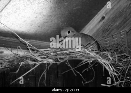 Closeup of pigeon mother nesting in corner under shelter black and white Stock Photo