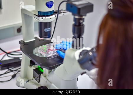 Beautiful woman examines cell culture under microscope Stock Photo - Alamy