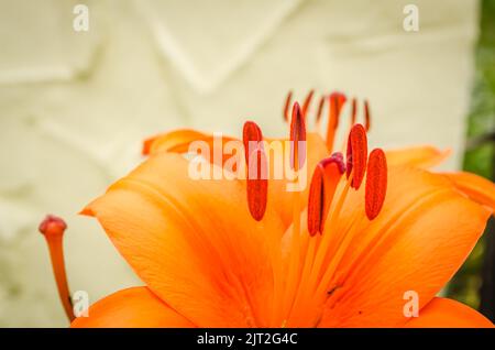 Orange lily flowers in a private garden. Close-up of beautiful oriental lilies outdoors against a yellow wall on a sunny summer day. Stock Photo