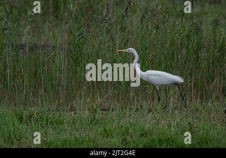 Great White Egret Ardea alba feeding in wetland habitat at Sculthorpe Moor nature reserve, UK Stock Photo