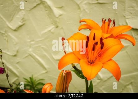 Orange lily flowers in a private garden. Close-up of beautiful oriental lilies outdoors against a yellow wall on a sunny summer day. Stock Photo