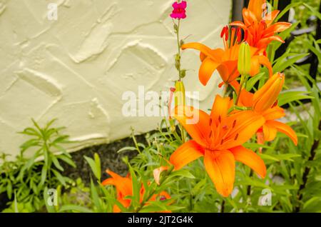 Orange lily flowers in a private garden. Close-up of beautiful oriental lilies outdoors against a yellow wall on a sunny summer day. Stock Photo