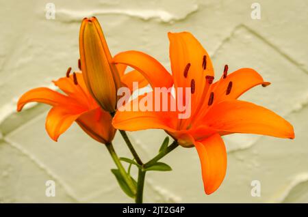 Orange lily flowers in a private garden. Close-up of beautiful oriental lilies outdoors against a yellow wall on a sunny summer day. Stock Photo