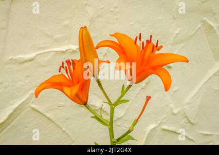 Orange lily flowers in a private garden. Close-up of beautiful oriental lilies outdoors against a yellow wall on a sunny summer day. Stock Photo