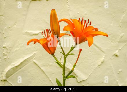 Orange lily flowers in a private garden. Close-up of beautiful oriental lilies outdoors against a yellow wall on a sunny summer day. Stock Photo