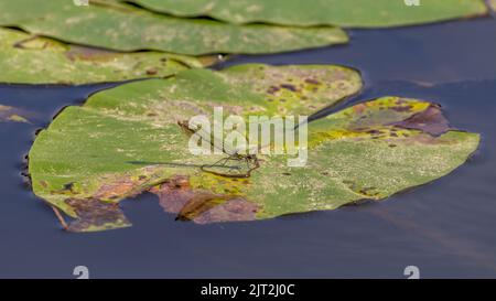Banded Demoiselle on Lily Stock Photo