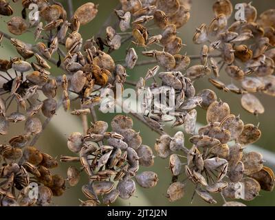 Cow Parsnip Seeds Stock Photo