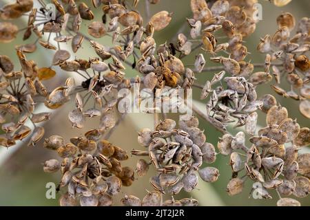 Cow Parsnip Seeds Stock Photo