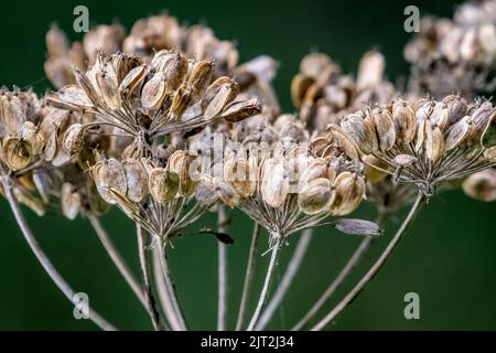 Cow Parsnip Seeds Stock Photo