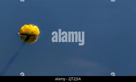 Yellow Pond Lily Stock Photo