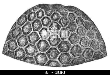Trans. Linn. Soc. London - Volume 20 - Plate 23 - Figure A. Stock Photo