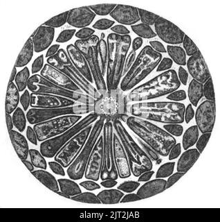 Trans. Linn. Soc. London - Volume 20 - Plate 23 - Figure C. Stock Photo