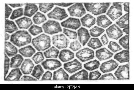 Trans. Linn. Soc. London - Volume 20 - Plate 23 - Figure H. Stock Photo