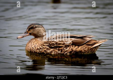 Female Mallard Stock Photo