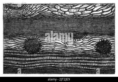 Trans. Linn. Soc. London - Volume 20 - Plate 24 - Figure E. Stock Photo