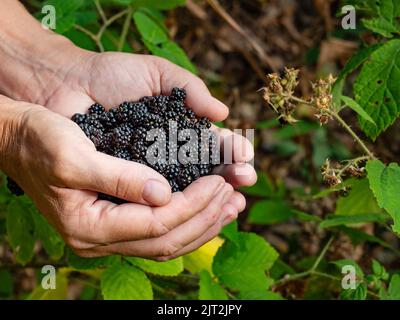 Fresh forest blackberry in the female palm on the green natural. A girl harvests wild blackberries in the forest. Stock Photo