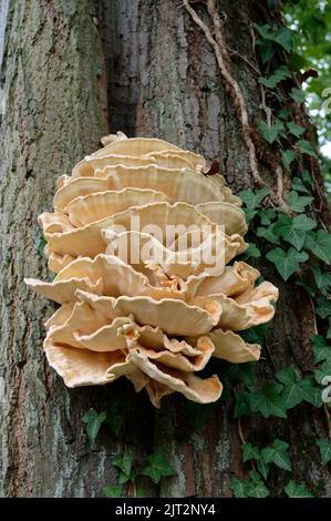 Laetiporus sulphureus sulphur shelf or chicken of the woods growing from a tree crevice in a park Stock Photo
