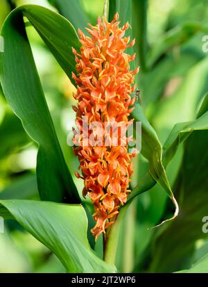 Orange flowers in the late summer spike of the hardy perennial ginger lily, Hedychium densiflorum 'Assam Orange' Stock Photo