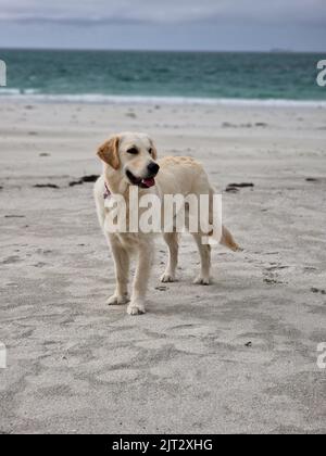 Juvenile golden retriever playing on the beach Stock Photo